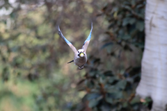 Garrulus glandarius atricapillus