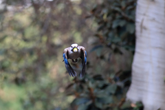 Garrulus glandarius atricapillus