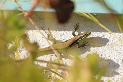 Phoenicolacerta laevis