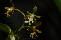 Epidendrum exasperatum