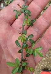 Rosa bracteata