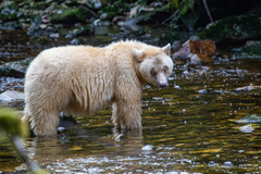 Ursus americanus kermodei