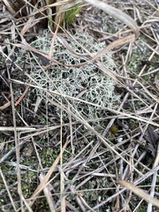 Cladonia subtenuis