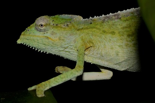 Seychelles Chameleon, Archaius tigris