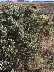 Atriplex torreyi