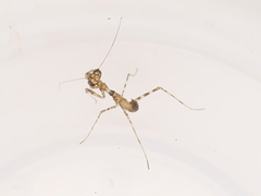 Miomantis paykullii