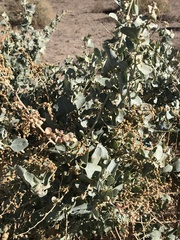 Atriplex torreyi