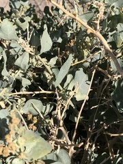 Atriplex torreyi