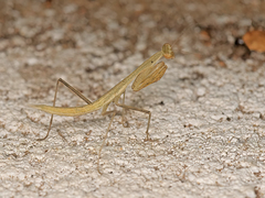 Miomantis paykullii