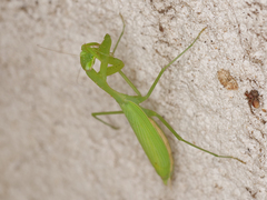 Miomantis paykullii