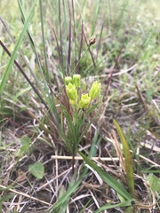 Asclepias pedicellata