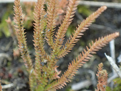 Selaginella uliginosa