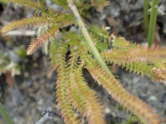 Selaginella uliginosa