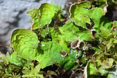 Solorina saccata
