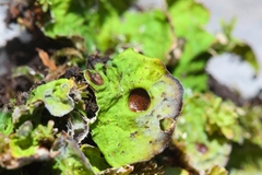 Solorina saccata