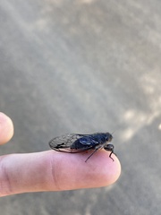 Gelidea torrida