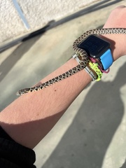 Hemorrhois hippocrepis