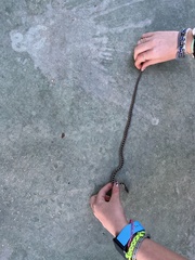 Hemorrhois hippocrepis