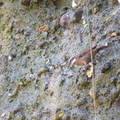 Cinclodes patagonicus