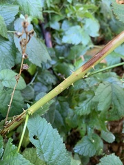 Physocarpus capitatus