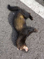 Mustela putorius