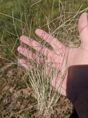 Schedonnardus paniculatus