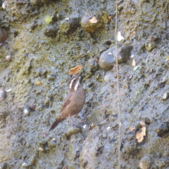 Cinclodes patagonicus