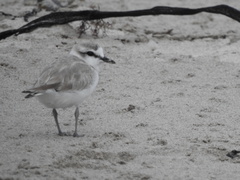 Charadrius marginatus