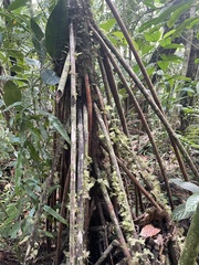 Pandanaceae