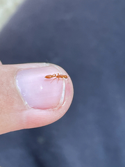 Pseudomyrmex pallidus