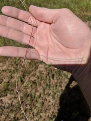 Schedonnardus paniculatus