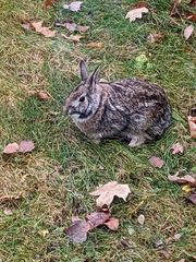 Oryctolagus cuniculus domesticus