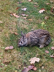 Oryctolagus cuniculus domesticus