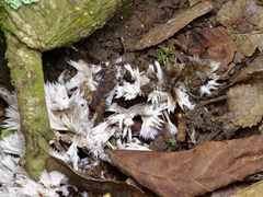 Thelephora penicillata