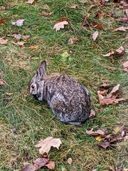 Oryctolagus cuniculus domesticus