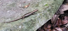 Concinnia tenuis
