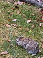 Oryctolagus cuniculus domesticus