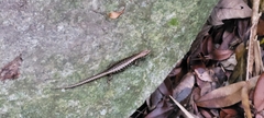 Concinnia tenuis