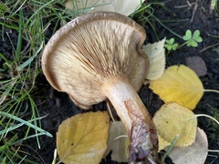 Paxillus cuprinus