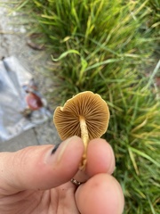 Agrocybe pediades
