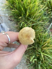 Agrocybe pediades