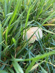Agrocybe pediades