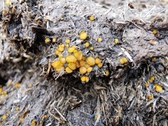 Cheilymenia stercorea