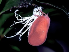 Flatida rosea
