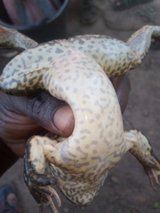 Hoplobatrachus occipitalis