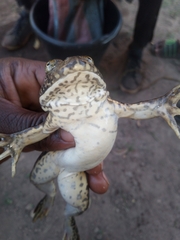 Hoplobatrachus occipitalis