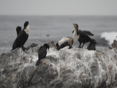 Phalacrocorax carbo lucidus