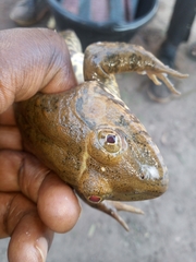 Hoplobatrachus occipitalis