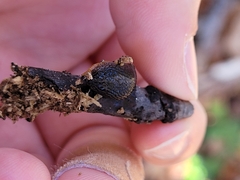 Arion hortensis