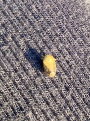 Clastoptera obtusa